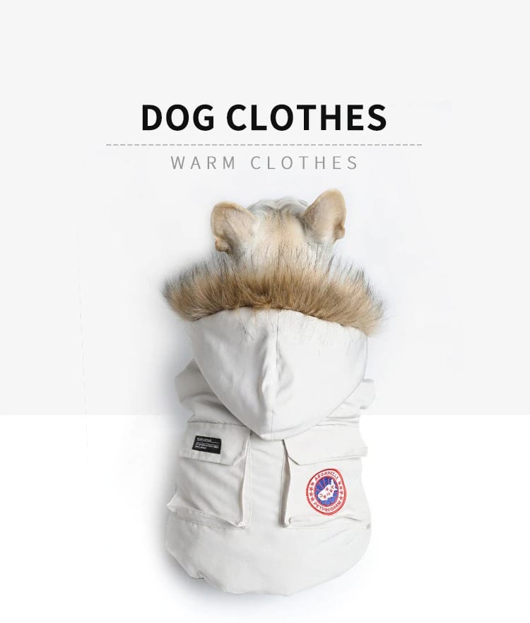 Bulldog Winter Clothes