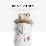 Bulldog Winter Clothes